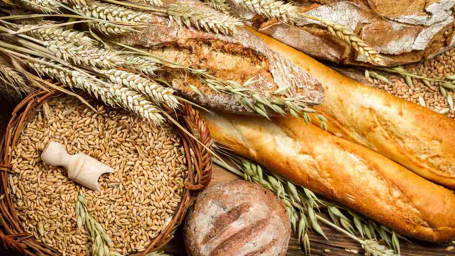gluten en perros comida